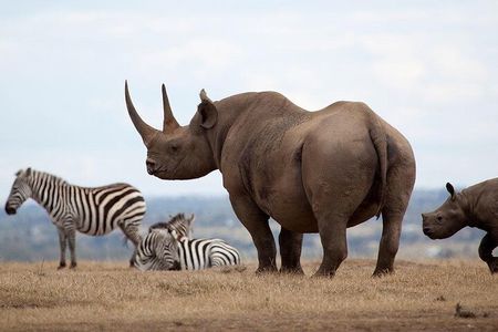 Giraffe Center, Elephant Orphanage and Nairobi National Park Day Tour Nairobi