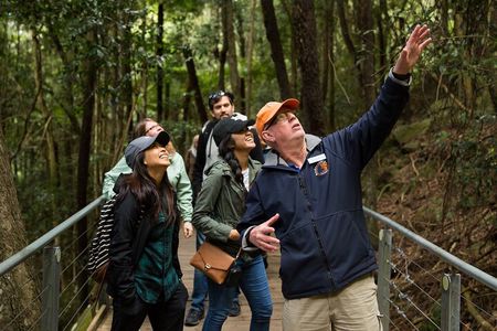 All Inclusive Blue Mountain,Scenic World,Lunch,Koalas,ferry