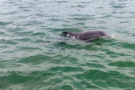 Private 2-Hour Dolphin Watching Cruise in St. Petersburg, FL