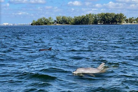 Private 2-Hour Dolphin Watching Cruise in St. Petersburg, FL