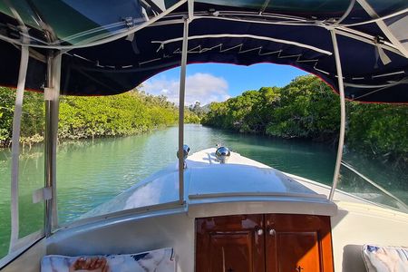 Whisper Cruises - One-Hour Turtle Spotting Bay Cruise