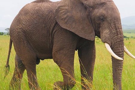 4 Days Tsavo West – Amboseli and Tsavo East Safari