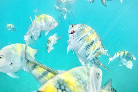 Cabo Blue Snorkeling Cruise, Open Bar and Lunch in Cabo San Lucas