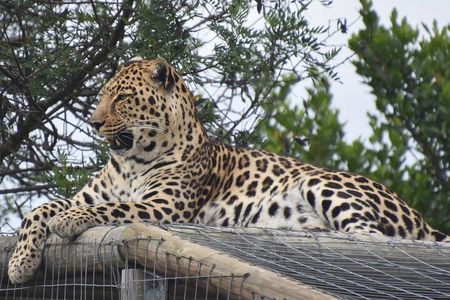 Cats in Conservation