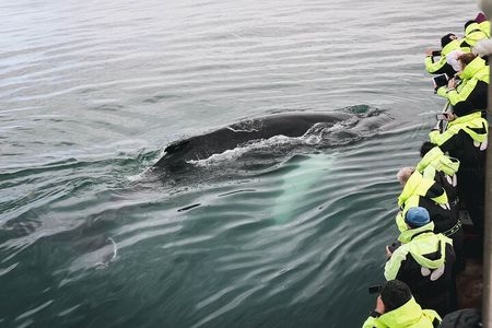 Whale Watching in Husavik