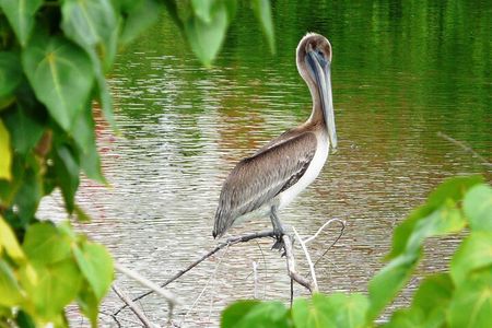 St.Martin - St.Maarten: Small Group, Birding Tour / Bird Watching Tour