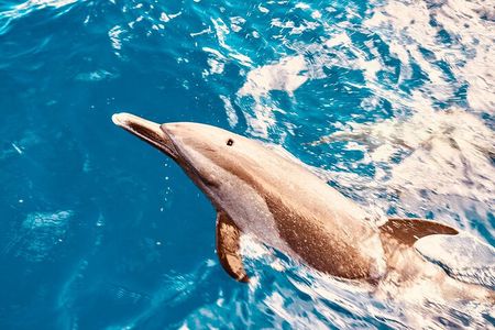 Dolphin Watching and Snorkeling on the West Coast of Oahu 