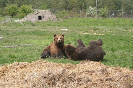 Visiting a Bear and Wolf Sanctuary