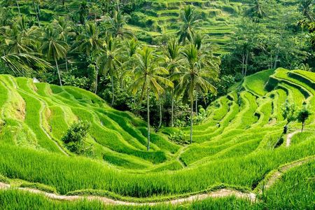 Best of Ubud’s Highlights Full-Day Tour