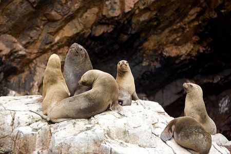 Ballestas Islands Boat Tour in Paracas
