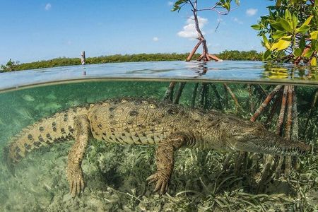 Tamarindo Estuary Tour