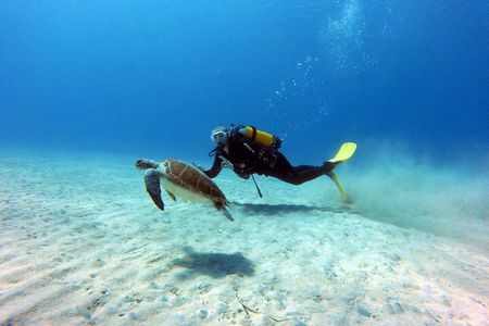 1 Shore-Dive for CERTIFIED DIVERS ONLY at Green Bay