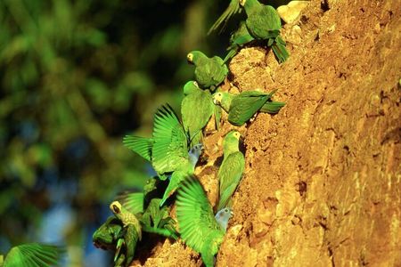 3-Day Amazon Jungle at Refugio Amazonas Lodge