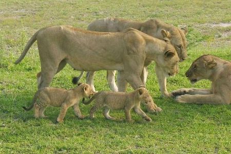 Flight Package Zanzibar to Nyerere National Park (Selous GR) 3 Days 2 Nights
