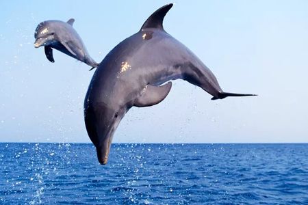 Private Dolphin Watch and Sunset Boat Tour Port Aransas Texas