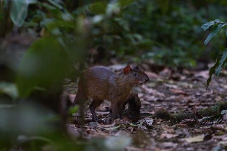 4-Day Wildlife Tour: Manu Peruvian Jungle