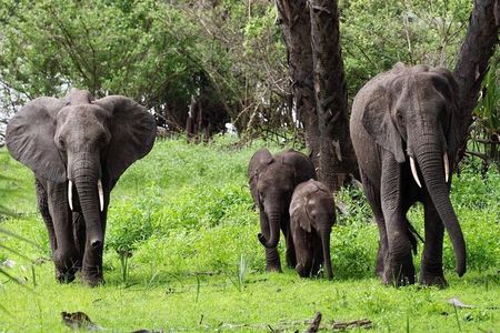 Flight Package Zanzibar to Nyerere National Park (Selous GR) 3 Days 2 Nights