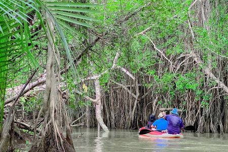 Half Day Canoe Boat Trip At Takuapa Little Amazon