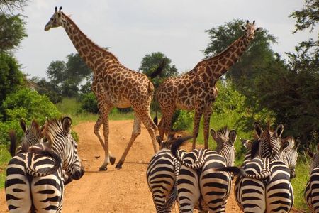 3-Day at Dar es Salaam To Selous GR (Nyerere NP) Game, Boat & Walking Safari 
