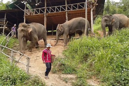 Half Day: Elephant Village Sanctuary