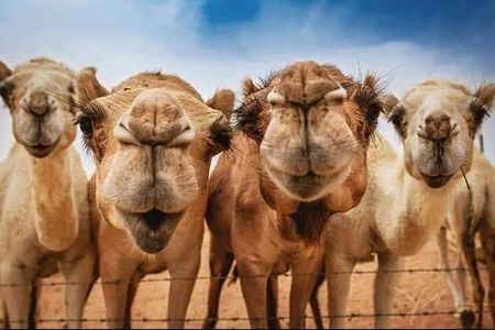 Vip 5 Hour Tangier Private Day Trip