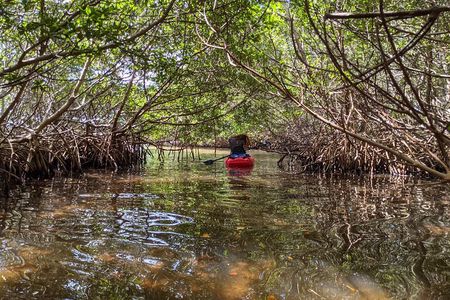 2 Hours Kayak Eco Tour in Tarpon Springs