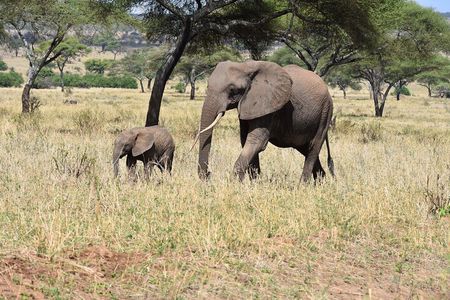 2-Days Private The Ultimate Tanzania Safari Tour