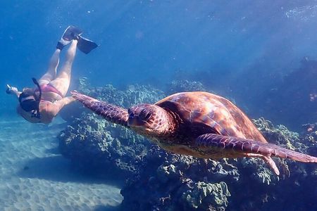 Snorkel with Turtles Wailea Beach