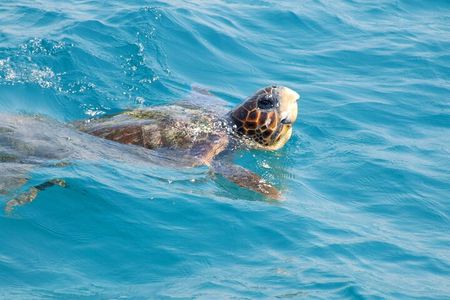 Turtle Cruise of Marathonisi Island and Keri Peninsula