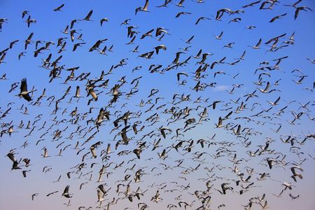 Drop Jodhpur from Jaisalmer With Visit Khichan and Osian