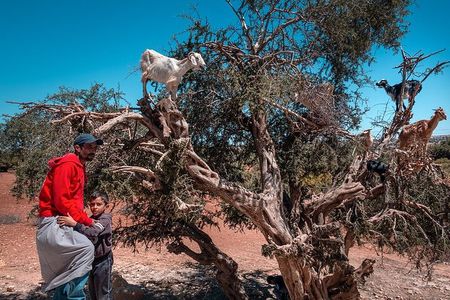 Essaouira day trip from Marrakech