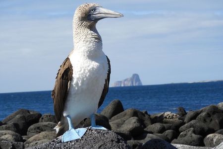  7-Day Galapagos Island Hopping Tour: Tortuga Bay, Tintoreras, Wildlife Watching