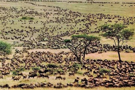 3 Days Masai Mara Safari