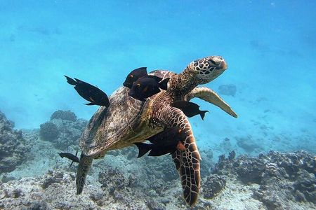 Waikiki Green Sea Turtle Snorkeling Tour - Boat Excursion