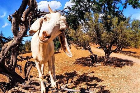 Essaouira Private Full-Day Trip from Marrakech