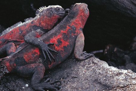 9-Day Colonial Quito & Galapagos Island Hopping