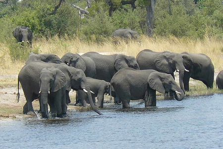 Elephant Trail Moremi Day Tour