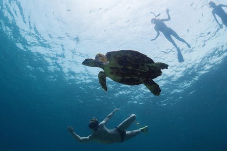 Los Tuneles Day Tour: Snorkeling, Exploring and Swimming With Wildlife