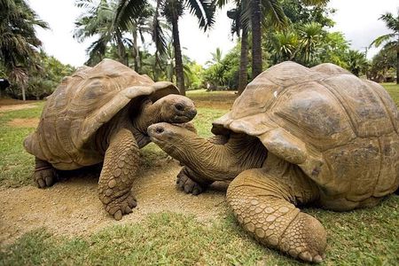 Prison Island, Secret Garden, Blue Lagoon, Starfish Tour, The Rock Restaurant