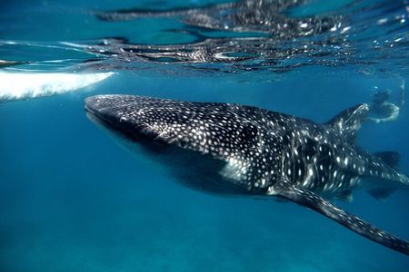 LIVE the experience of Swim with the Whale Shark. 