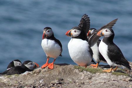 Inner Farne National Trust Bird Sanctuary - 3 hr trip to the Farne Islands