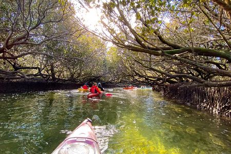 Adelaide Dolphin Sanctuary Mangroves Kayaking Tour