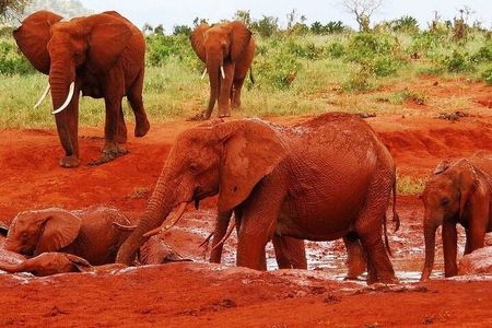 3-Day Private Tour in Tsavo East and Tsavo West