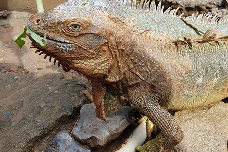 3-Hours Private Tour in Roatan with Pick Up