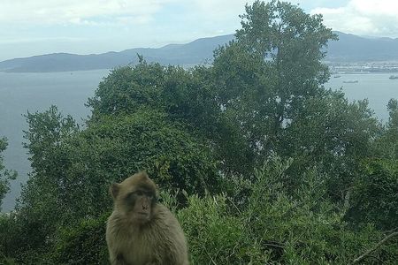 Gibraltar, Mijas and Marbella Private Tour From Malaga Province