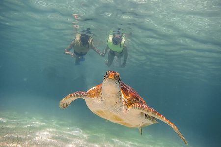 Snorkel Tour! Turtles & Underground Cenote from Playa del Carmen