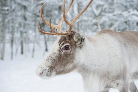 Reindeer Experience with Sledge Ride in Levi