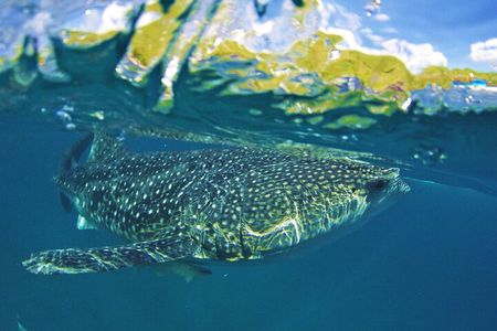 Full Day Shark Watching and Canyoneering in Cebu 