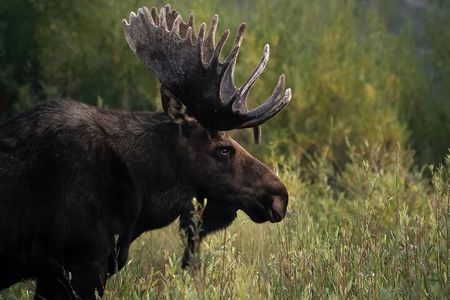 Half-Day Grand Teton Wildlife Safari Private Tour