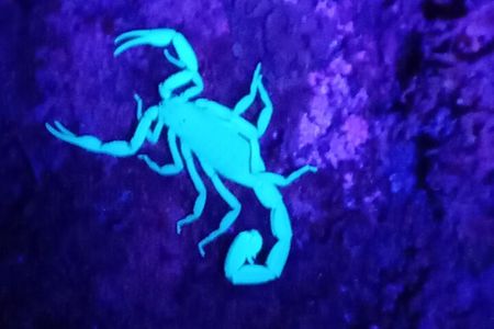 Monteverde Night Tour: Glass Frogs, lateralis, Sloths & Jungle